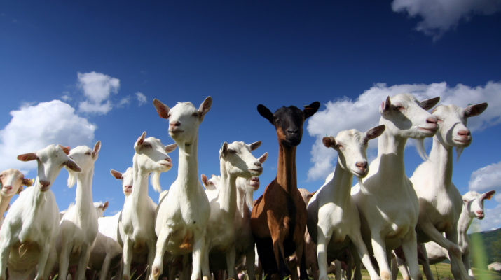 Line of Goats