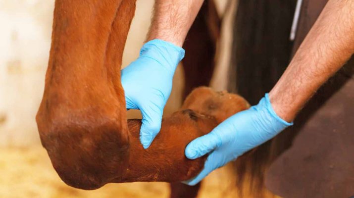 Veterinarian examining horse leg tendons.