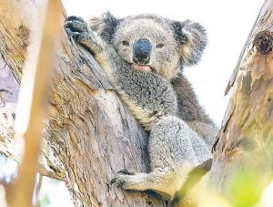 Koala Tree Resting