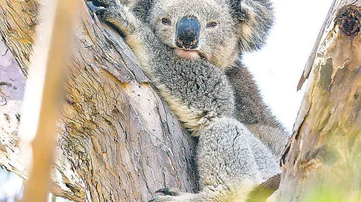 Koala Tree Resting