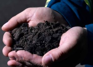 Soil in the couped hands