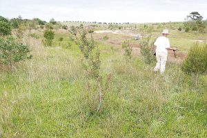 Native flora is now the dominant species on the property