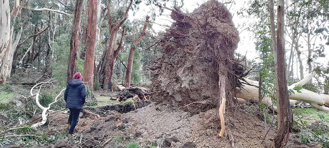 Giant trees that came down in Budgeree
