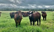 Grassed Fed Cattle