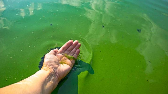 Water polluted with blue-green algae. Stock Image