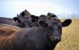 Herd of Black Angus beef cattle
