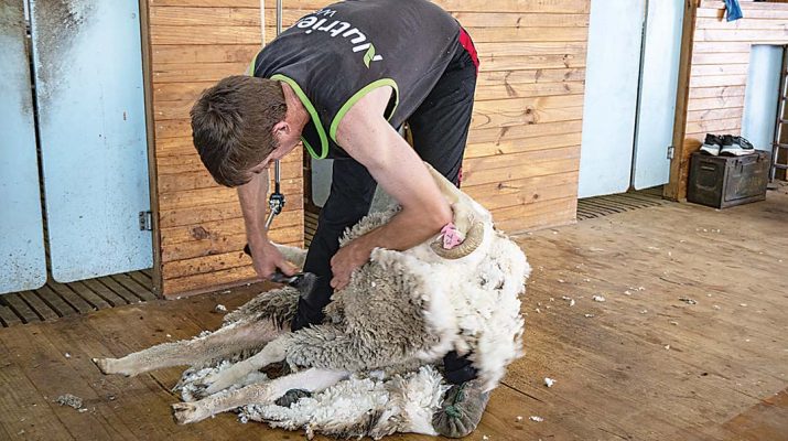 Gippsland Sheep Breeders Associations’