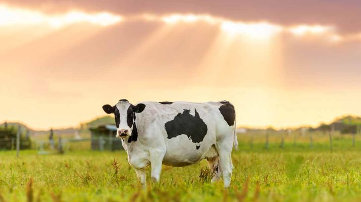 Cow in a paddock australia