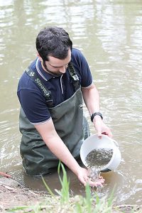 Environmental Officer Dr Adrian Clements feeding the fish into the river.