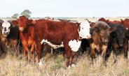 CSIRO has released a report detailing the path forward for Australian red meat.Photo: File