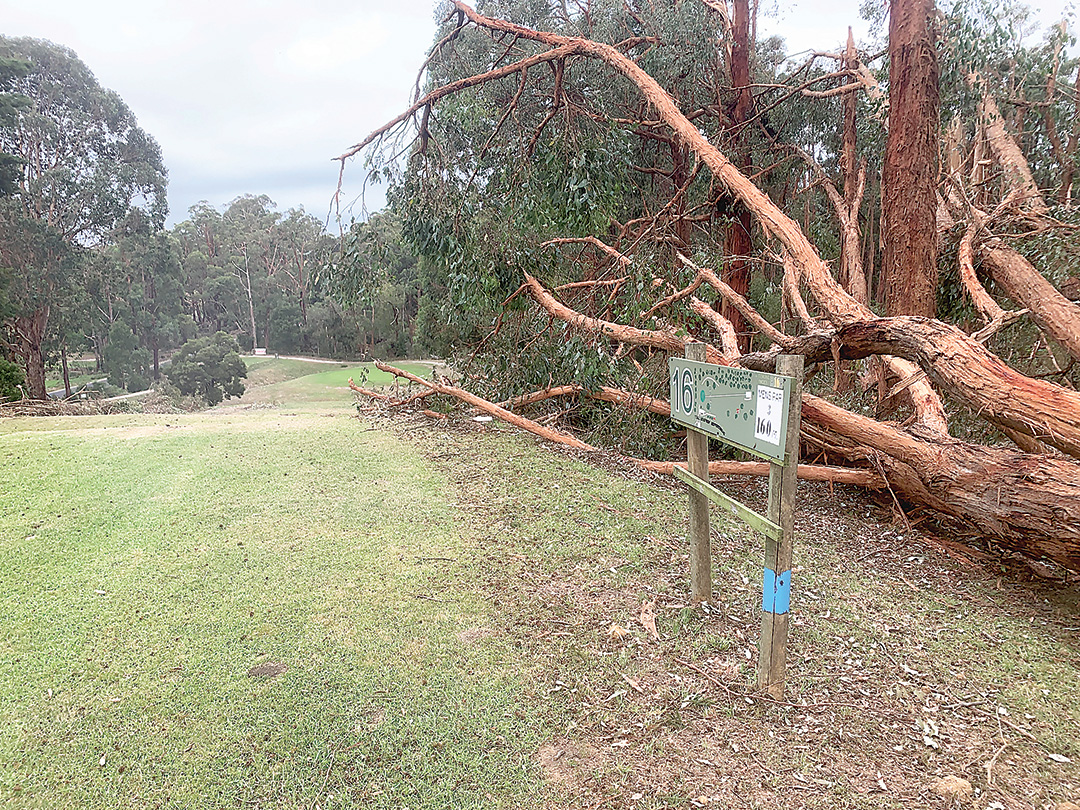 A huge tree came down alongside the 16th hole at Mirboo North Golf Club.