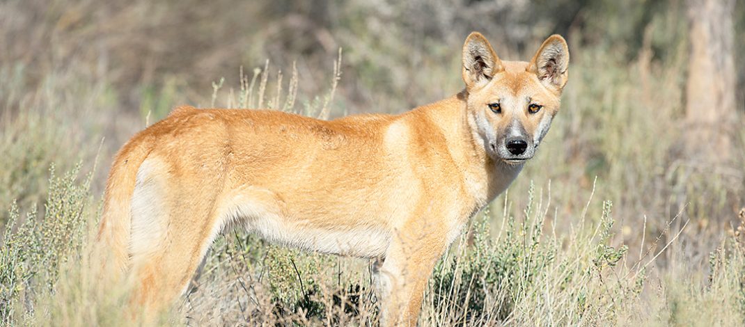 There are fears sheep and cattle producers will be ill-equipped to prevent wild dog attacks due to dingo unprotection order law changes.