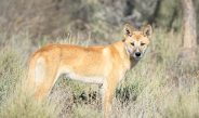 There are fears sheep and cattle producers will be ill-equipped to prevent wild dog attacks due to dingo unprotection order law changes.